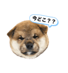 KOTETSU stamp（puppy）（個別スタンプ：7）
