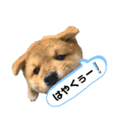 KOTETSU stamp（puppy）（個別スタンプ：8）