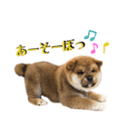 KOTETSU stamp（puppy）（個別スタンプ：9）