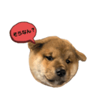 KOTETSU stamp（puppy）（個別スタンプ：10）