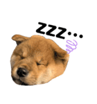 KOTETSU stamp（puppy）（個別スタンプ：11）