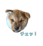 KOTETSU stamp（puppy）（個別スタンプ：13）