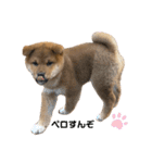 KOTETSU stamp（puppy）（個別スタンプ：14）