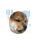 KOTETSU stamp（puppy）（個別スタンプ：16）