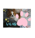 ぱぴぱぴパピヨン2（個別スタンプ：4）