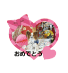 ぱぴぱぴパピヨン2（個別スタンプ：9）