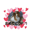 ぱぴぱぴパピヨン2（個別スタンプ：13）