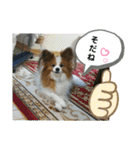 ぱぴぱぴパピヨン2（個別スタンプ：15）