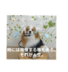 ぱぴぱぴパピヨン2（個別スタンプ：21）