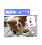 ぱぴぱぴパピヨン2（個別スタンプ：22）