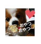 ぱぴぱぴパピヨン2（個別スタンプ：23）