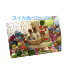 ぱぴぱぴパピヨン2（個別スタンプ：27）