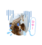 ぱぴぱぴパピヨン2（個別スタンプ：29）