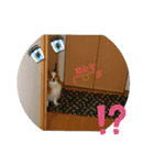ぱぴぱぴパピヨン2（個別スタンプ：30）