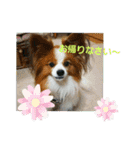 ぱぴぱぴパピヨン2（個別スタンプ：31）