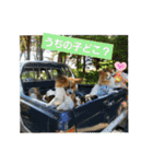 ぱぴぱぴパピヨン2（個別スタンプ：33）