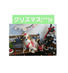 ぱぴぱぴパピヨン2（個別スタンプ：40）