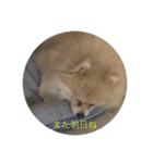 ポメラニアンのとわくん（個別スタンプ：5）