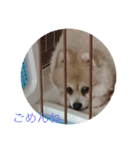 ポメラニアンのとわくん（個別スタンプ：12）