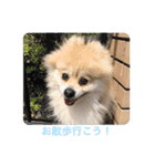 ポメラニアンのとわくん（個別スタンプ：13）