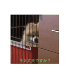 ポメラニアンのとわくん（個別スタンプ：16）