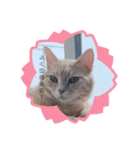 nekomakitvスタンプ（個別スタンプ：3）