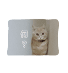 nekomakitvスタンプ（個別スタンプ：6）