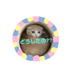 ミラたんスコスタンプa（個別スタンプ：1）