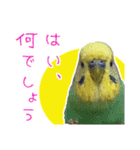 鳥さんが最高に可愛い（個別スタンプ：1）