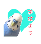 鳥さんが最高に可愛い（個別スタンプ：3）