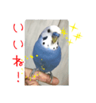 鳥さんが最高に可愛い（個別スタンプ：4）