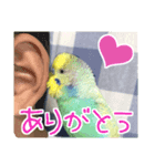 鳥さんが最高に可愛い（個別スタンプ：5）