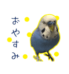 鳥さんが最高に可愛い（個別スタンプ：7）