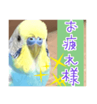 鳥さんが最高に可愛い（個別スタンプ：8）