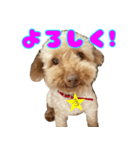 アミ 23（個別スタンプ：1）