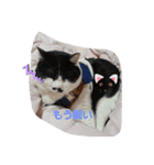 愛猫ラムスタンプ5（個別スタンプ：5）