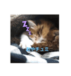 愛猫ラムスタンプ5（個別スタンプ：8）