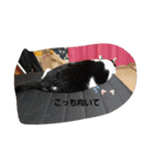 愛猫ラムスタンプ5（個別スタンプ：10）