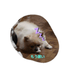 愛猫ラムスタンプ5（個別スタンプ：12）