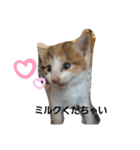 愛猫ラムスタンプ5（個別スタンプ：15）
