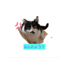 愛猫ラムスタンプ5（個別スタンプ：16）