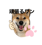 じゅじゅときんた（個別スタンプ：11）