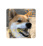 じゅじゅときんた（個別スタンプ：17）