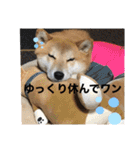じゅじゅときんた（個別スタンプ：18）