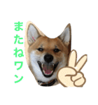 じゅじゅときんた（個別スタンプ：23）