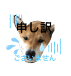 じゅじゅときんた（個別スタンプ：30）