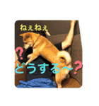じゅじゅときんた（個別スタンプ：35）