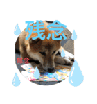 じゅじゅときんた（個別スタンプ：38）