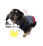 わんbay（個別スタンプ：1）