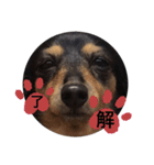 わんbay（個別スタンプ：5）